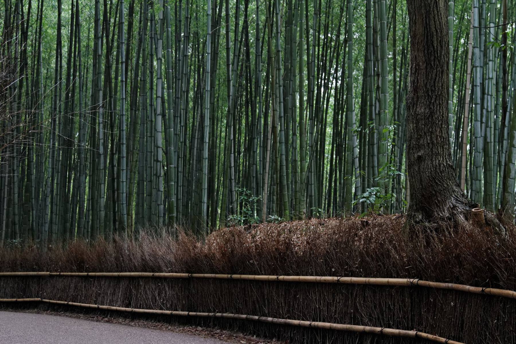 A dark bamboo grove in Arashiyama