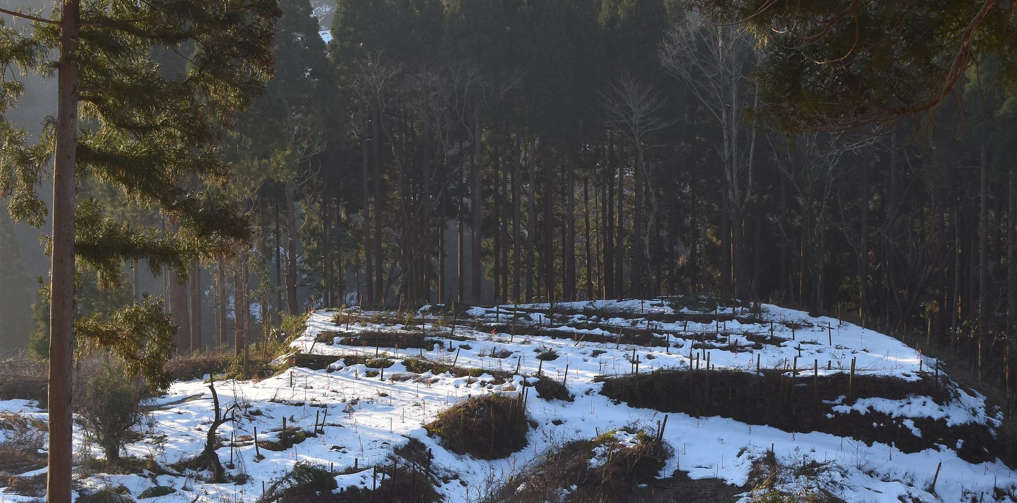 Snow on terraced fields below a cedar in the Japanese mountains