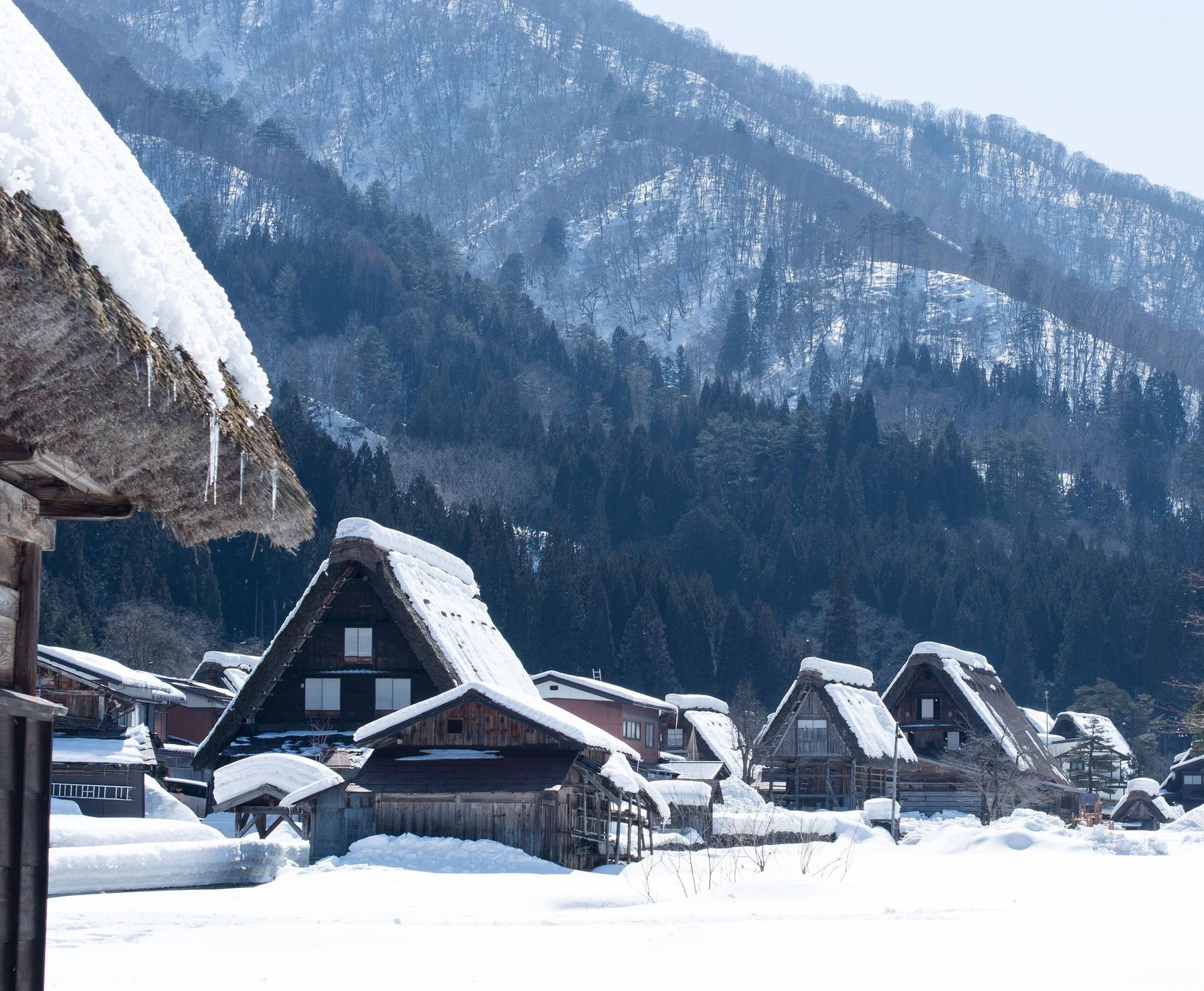 Thatched roofs under snow below a wooded mountain, Shirakawa-go